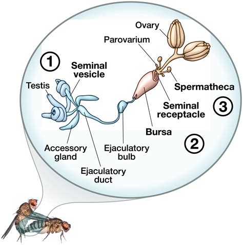 drosophila spermatogenesis|drosophila melanogaster development.